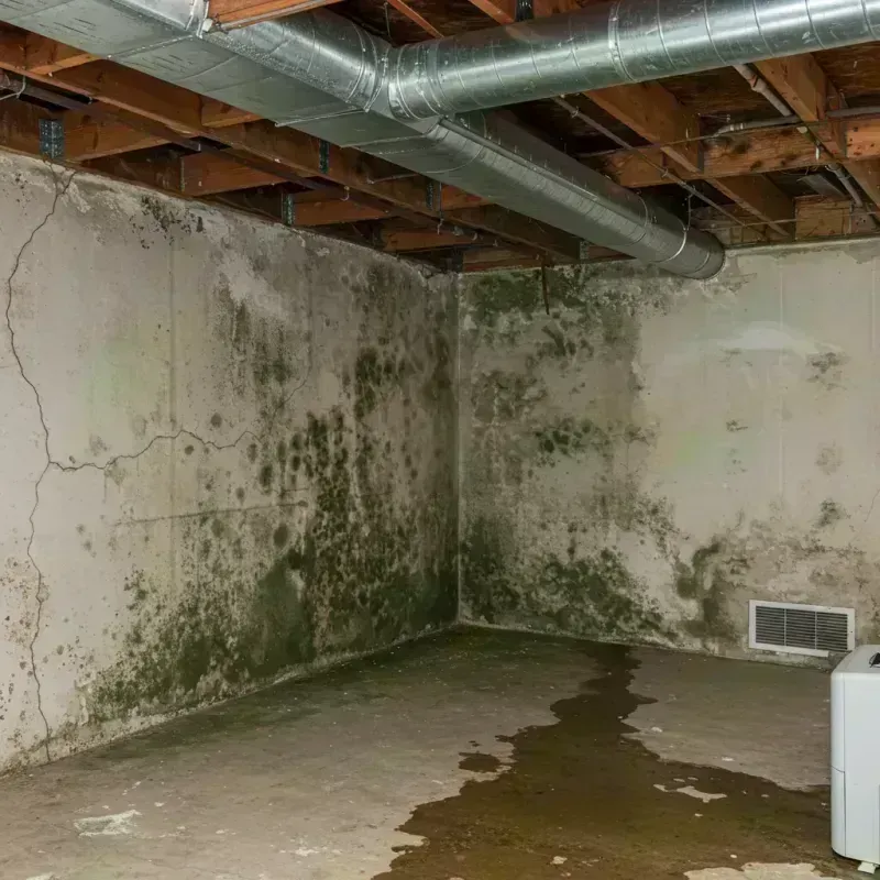 Professional Mold Removal in Venice, IL